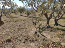 Le pays des olives près de Puget
